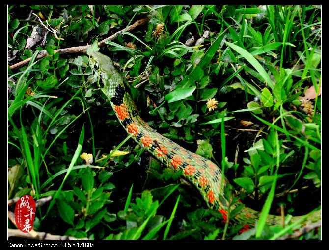 鸡冠蛇——虎斑颈槽蛇