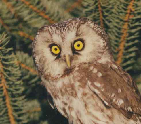 各种猫头鹰的面盘 各种猫头鹰的面盘