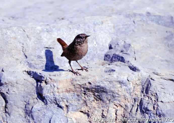 石缝中钻出的鹪鹩 石缝中钻出的鹪鹩