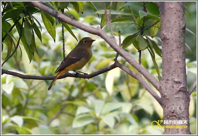 新鸟鈥溊抖詈煳拆垛潯菊掌