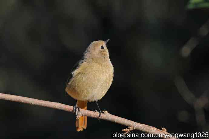 雌性北红尾鸲（3）