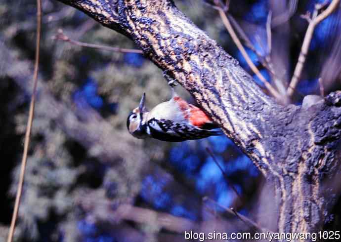 大斑啄木鸟