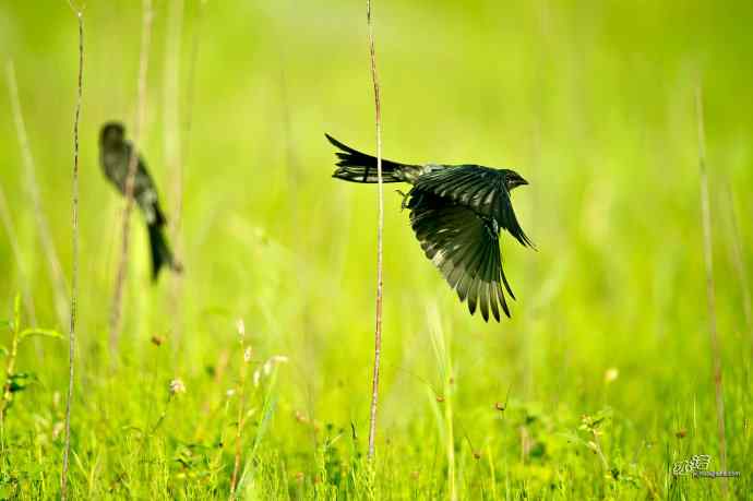 野鸭湖的黑衣舞者