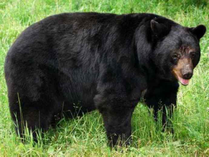 盘点十二大著名食蚁动物：懒熊