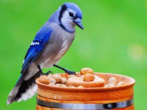 美丽无罪：雀鸟之蓝鸦