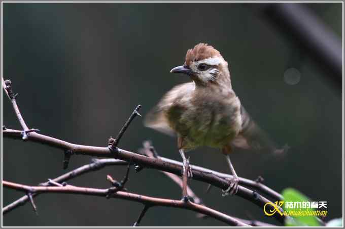 阴天拍的是鈥溞那殁潯菊掌