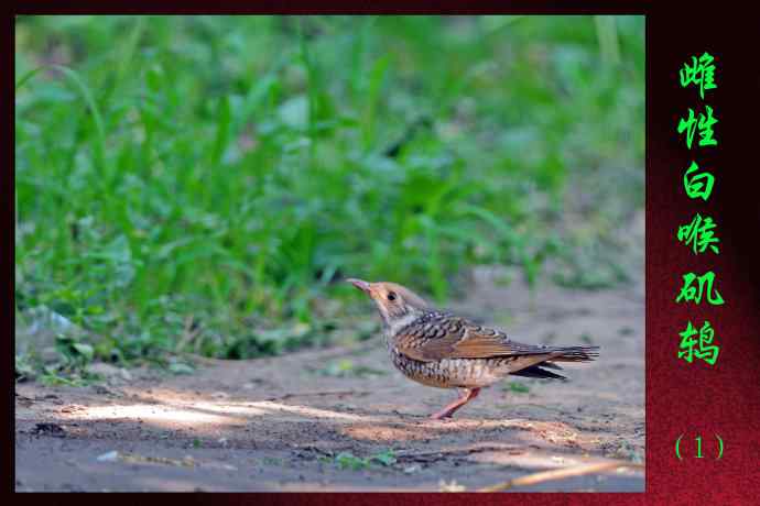 北京天坛公园的鸟类——雌性白喉矶鸫(1)