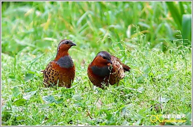 记录“灰胸竹鸡”【照片】