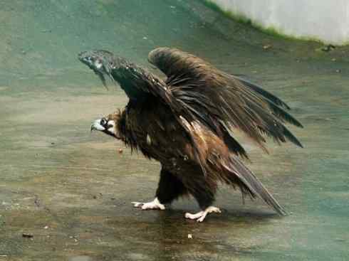 鸟类之最:大秃鹫