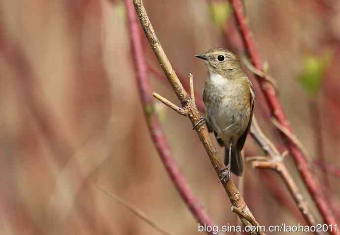 赤颈鸫和红胁蓝尾鸲