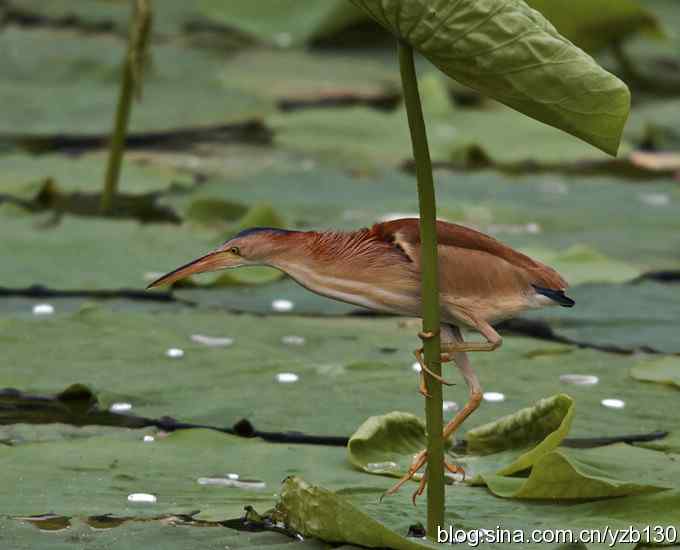 漂亮的钢管舞（组图，10张图片）