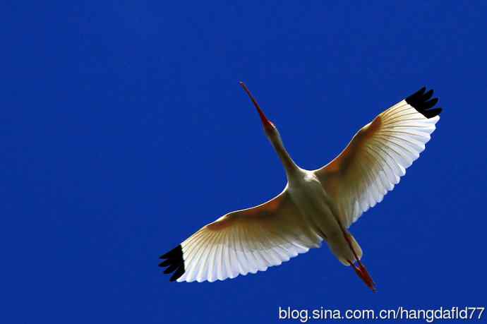 美国鸟类摄影——美洲白鹮（2）