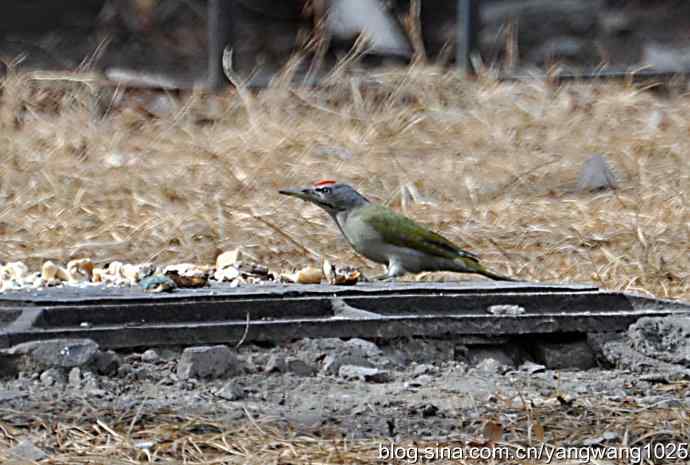 随走随拍【灰头绿啄木鸟（雄性）】