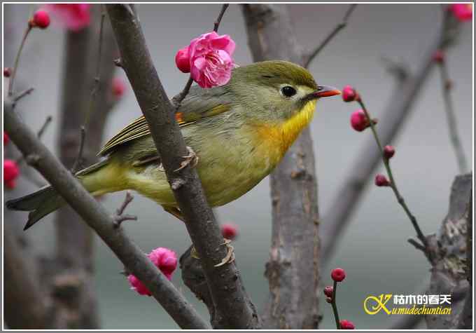 相思鸟与红梅花儿【照片】