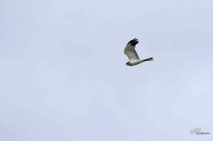 完全飞版白腹鹞