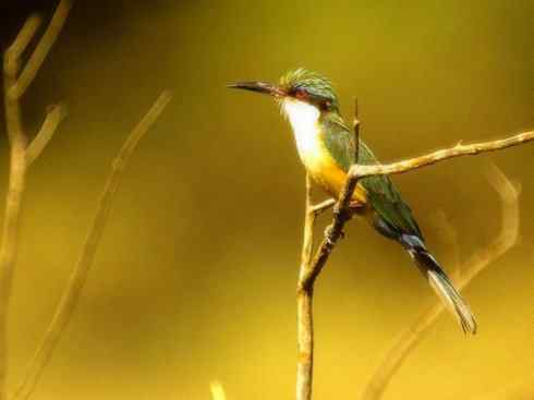 绝色攀禽:佛法僧目之蜂虎 绝色攀禽:佛法僧目之蜂虎