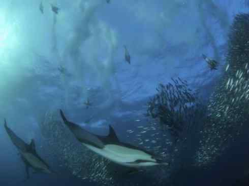 自然奇观:动物大迁徙(沙丁鱼) 自然奇观:动物大迁徙(沙丁鱼)