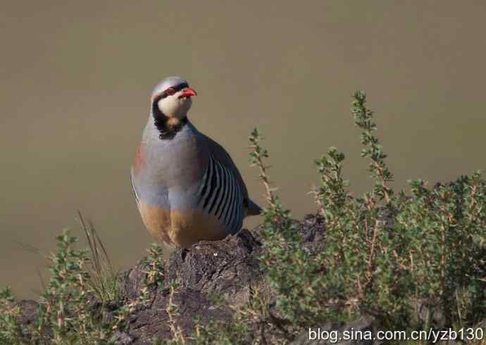 搂草打兔子（组图，15张图片）