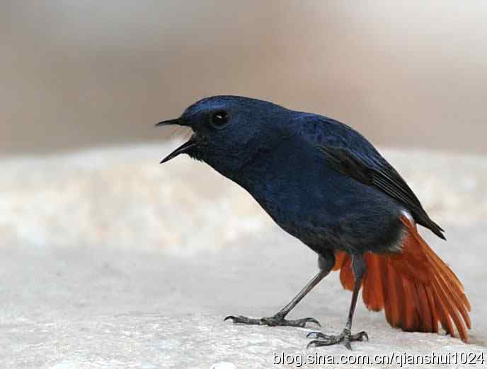 它可真能叫.十渡的红尾水鸲GG 它可真能叫.十渡的红尾水鸲GG