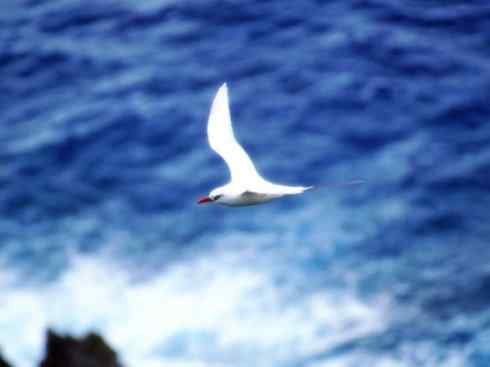 猎奇：长尾鸟雀之四