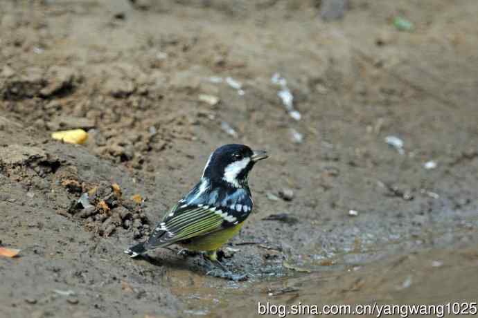 杂片（黄腹山雀、暗绿绣眼鸟、雌性红胁蓝尾鸲、黄腰柳莺）