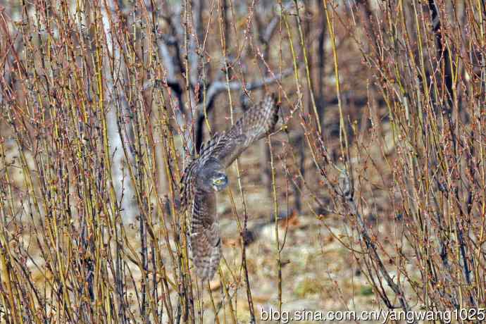 偶遇雀鹰（记录版）