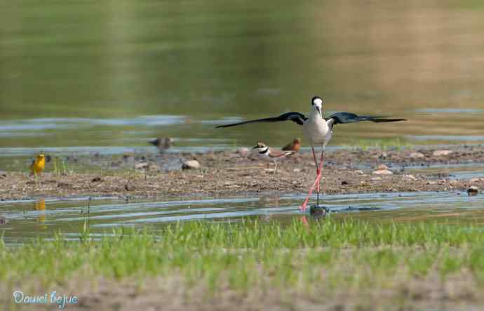 沙河生态版黑翅长脚鹬