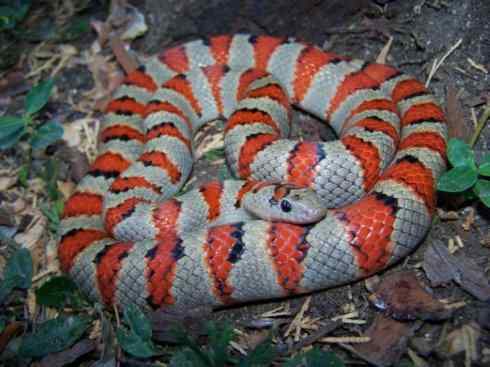 龙：传说的兽原型探秘（游蛇类）