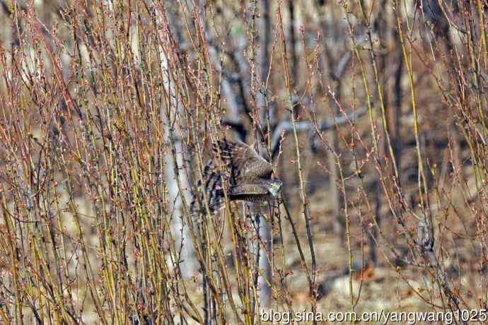 北京南海子公园的鸟类——偶遇雀鹰（记录版）