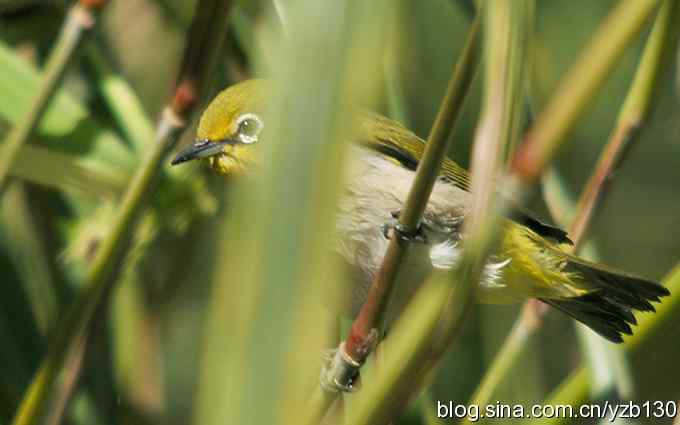 第一次遇到绣眼鸟（组图）