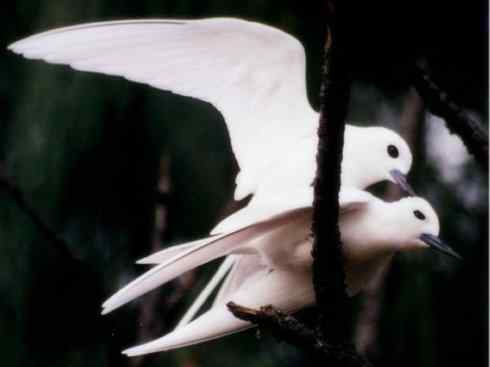 奇特的盔：白鞘嘴鸥