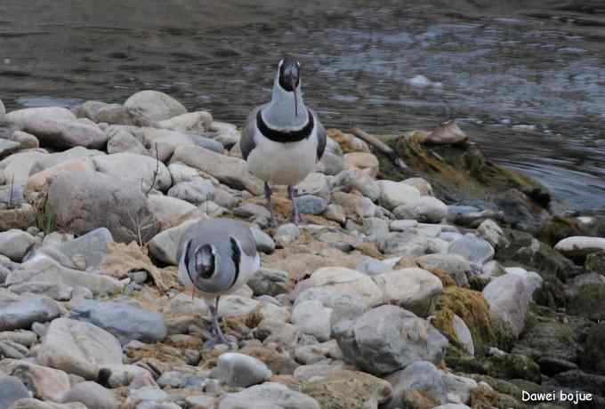 亚洲山地珍鸟：鹮嘴鹬