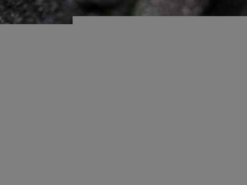 自然奇观：动物大迁徙(绿鬣蜥）