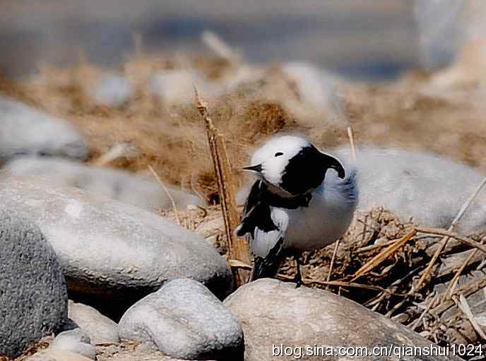 爱干净的小鹡鸰(十渡)