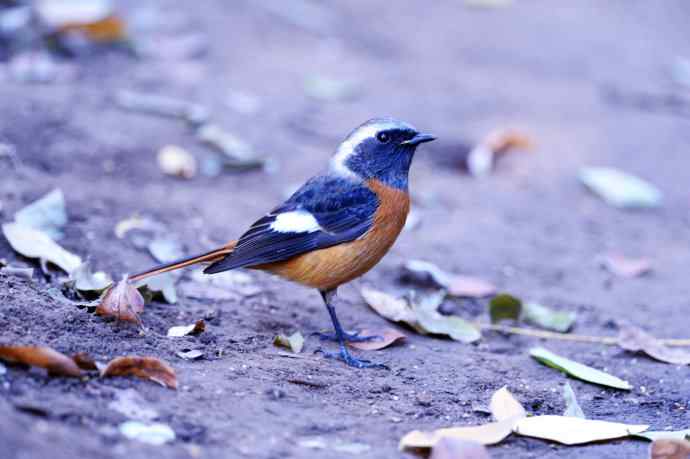 雄性北红尾鸲（10）
