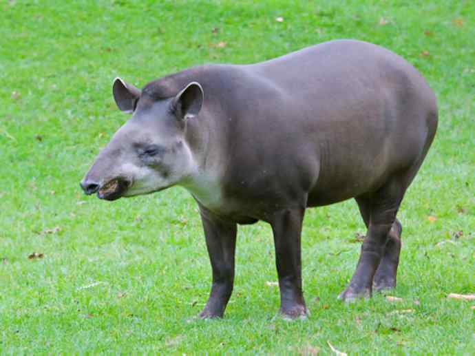 犬科：狐亚科食蟹狐属之食蟹狐