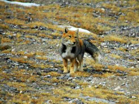 狈：传说的兽原型探秘（狐）