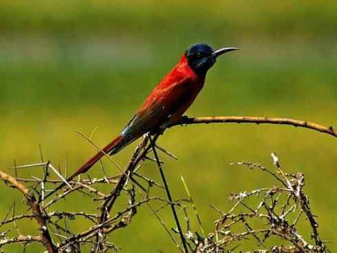 极品红色鸟类:红蜂虎 极品红色鸟类:红蜂虎