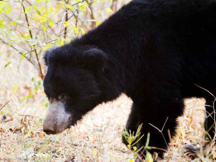盘点十二大著名食蚁动物：懒熊