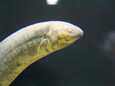 鱼类活化石：美洲肺鱼