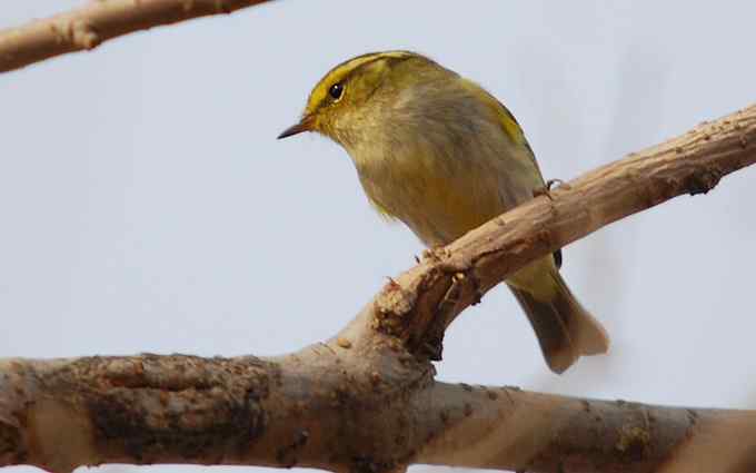 可爱好动的黄腰柳莺（组图）