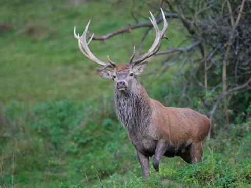 麒麟:传说的兽原型探秘(梅花鹿) 麒麟:传说的兽原型探秘(梅花鹿)