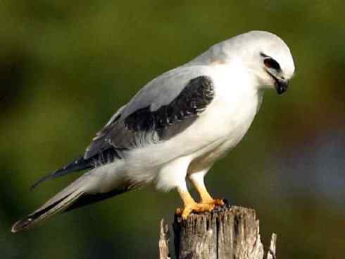 白头鸟系列：另类的美丽（白尾鸢）