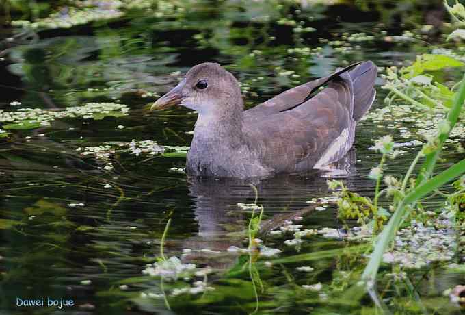 黑水鸡少年健身版