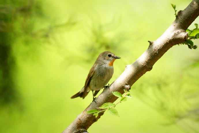 活泼而胆怯的红喉姬鹟
