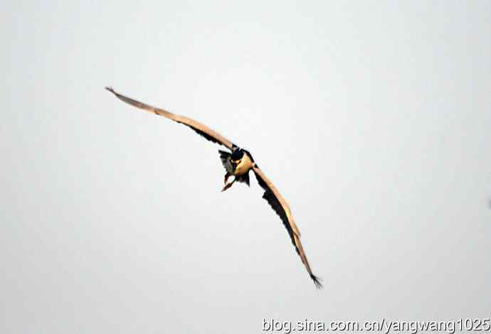 轻雾中的夜鹭 轻雾中的夜鹭