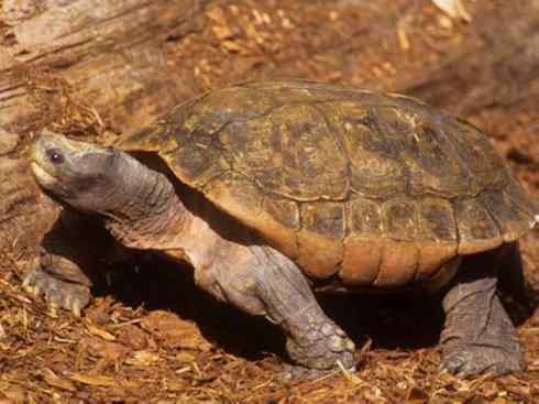 玄武:传说的兽原型探秘(潮龟) 玄武:传说的兽原型探秘(潮龟)