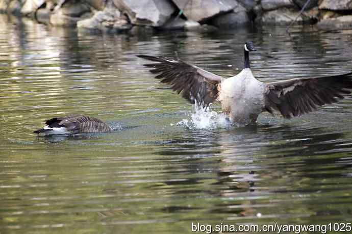 加拿大雁的婚礼（纪实）