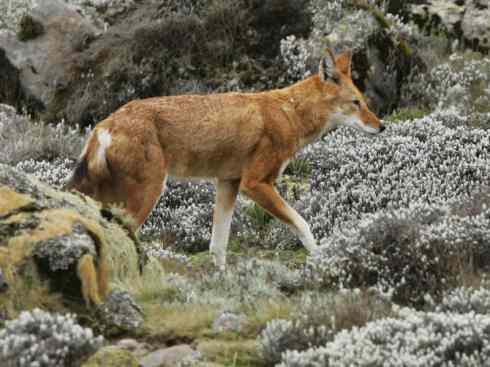 犬科：犬亚科犬属之西门豺、侧纹豺（胡狼类）