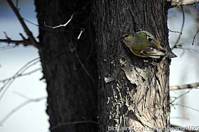 柏树丛中的戴菊 wbr3